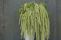 Emerald Tassels – Amaranthus Seed