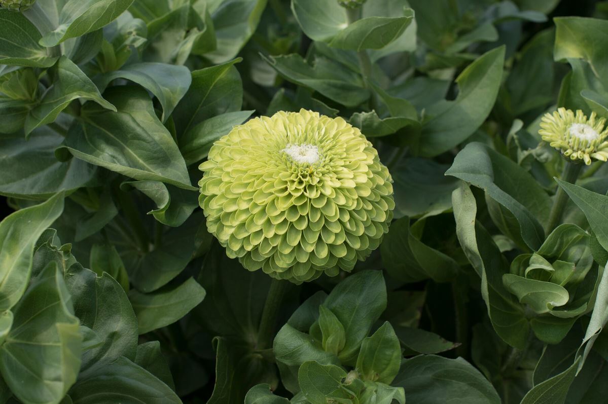 Benary’s Giant Lime – Zinnia Seed