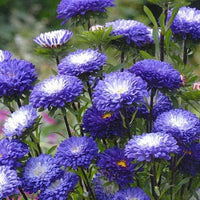 Aster Matsumoto Blue Tipped White