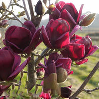 Deep Purple Black Magnolia Yulan Tree Flower Tulip Tree Seeds