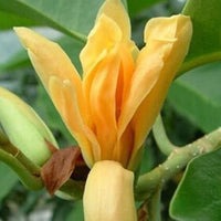 Magnolia Newly harvested with skin Seeds Wang Chunhua Magnolia S