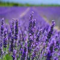 Lavender Flower Seeds