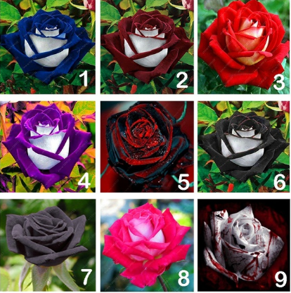 Black Rose Flower Colorful Rose Petals Plant Seeds