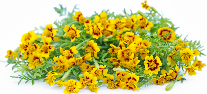 Lemon Star – Marigold Seed