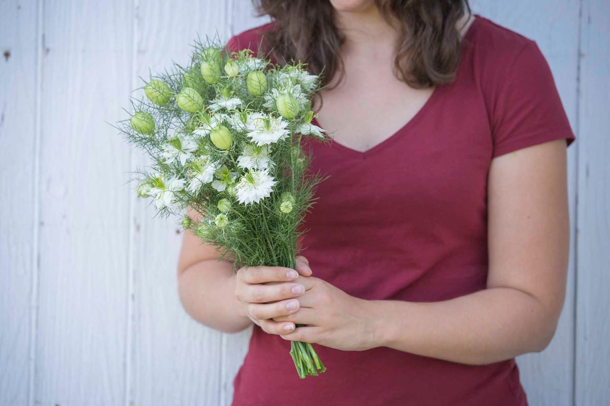 Albion Green Pod – Nigella Seed