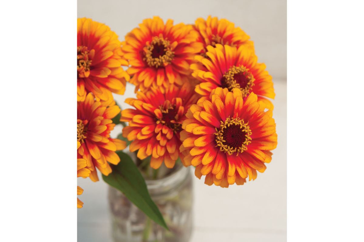 Zowie!? Yellow Flame – Zinnia Seed