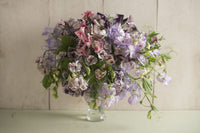 Spencer Ripple Formula Mix Sweet Pea Seed