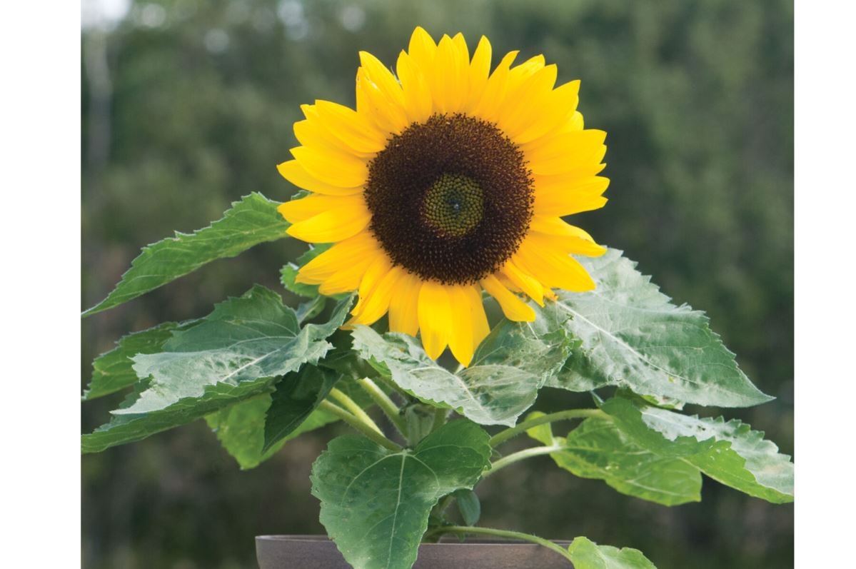 Sunny Smile – Sunflower Seed