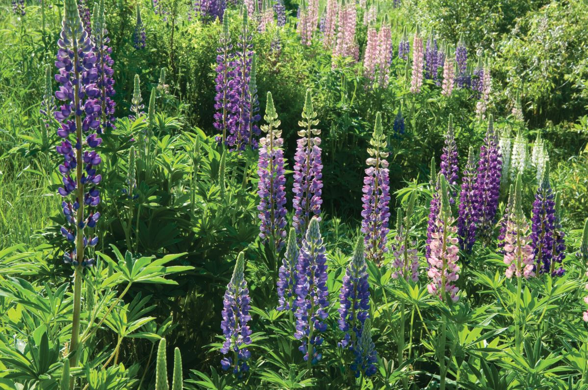 Perennial Lupine – Flower Seed