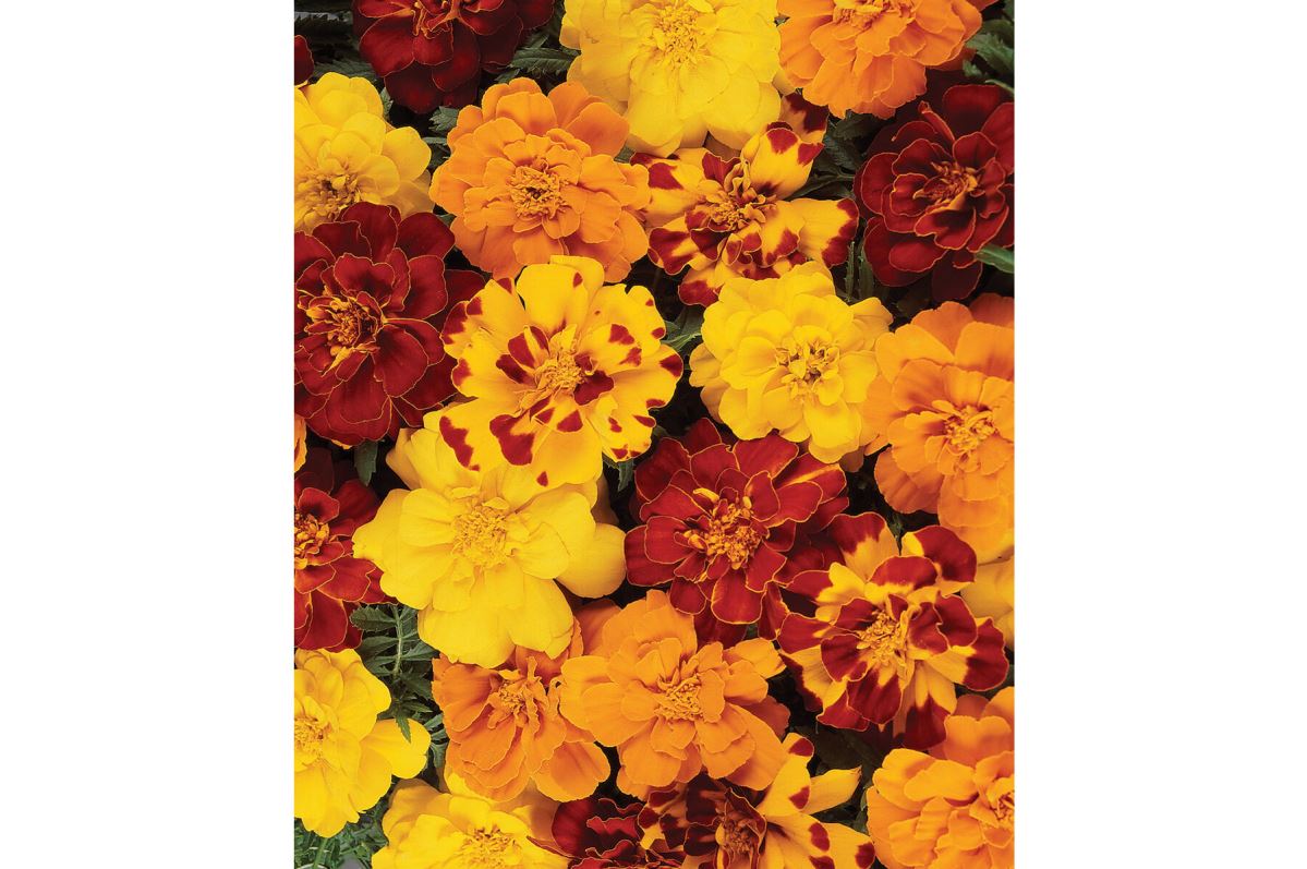 Durango Outback Mix – Marigold Seed