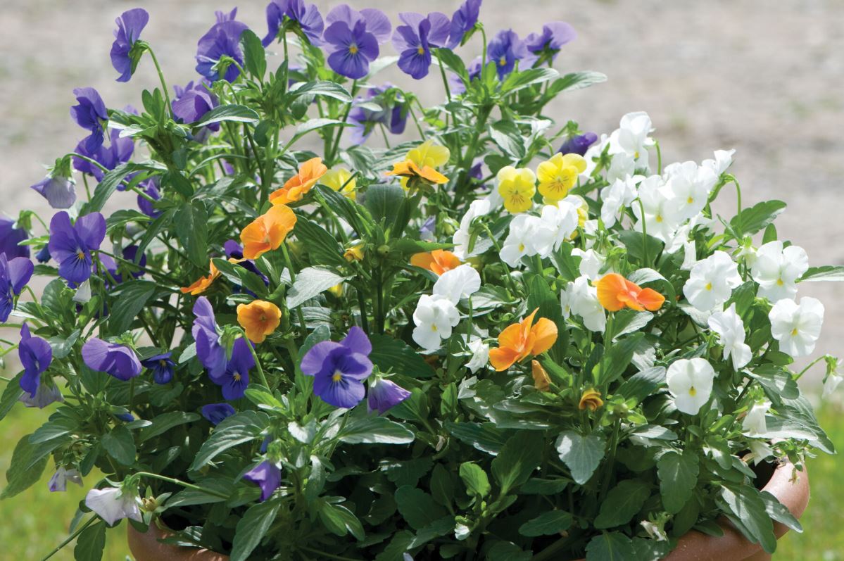 Penny All Season Mix – Viola Seed