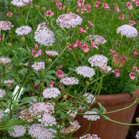 Lacy Pink – Organic Didiscus Seed