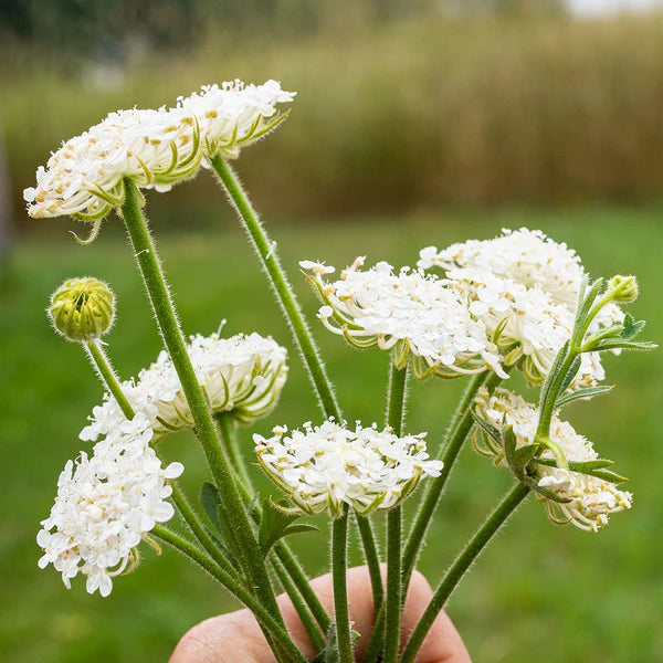 Lacy White – Organic Didiscus Seed