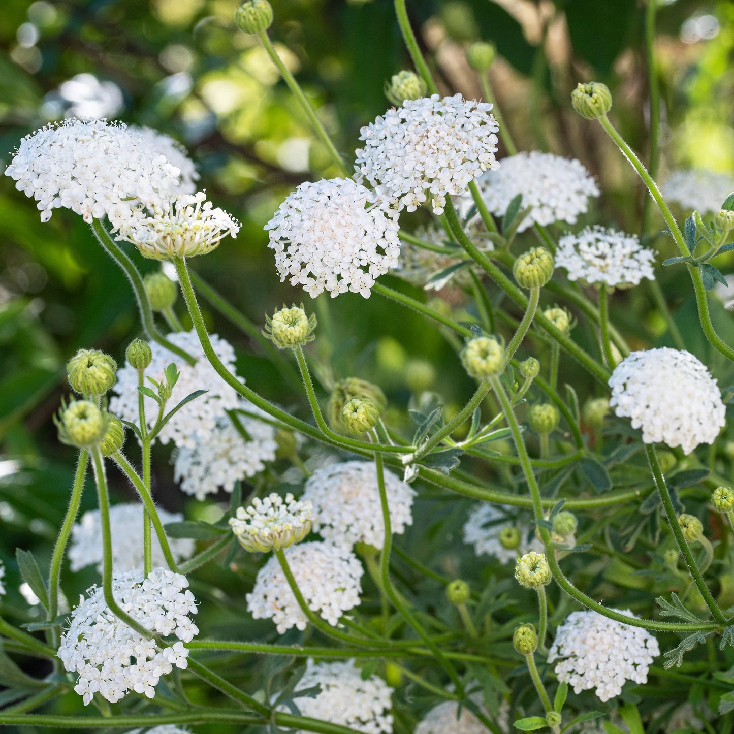 Lacy White – Organic Didiscus Seed