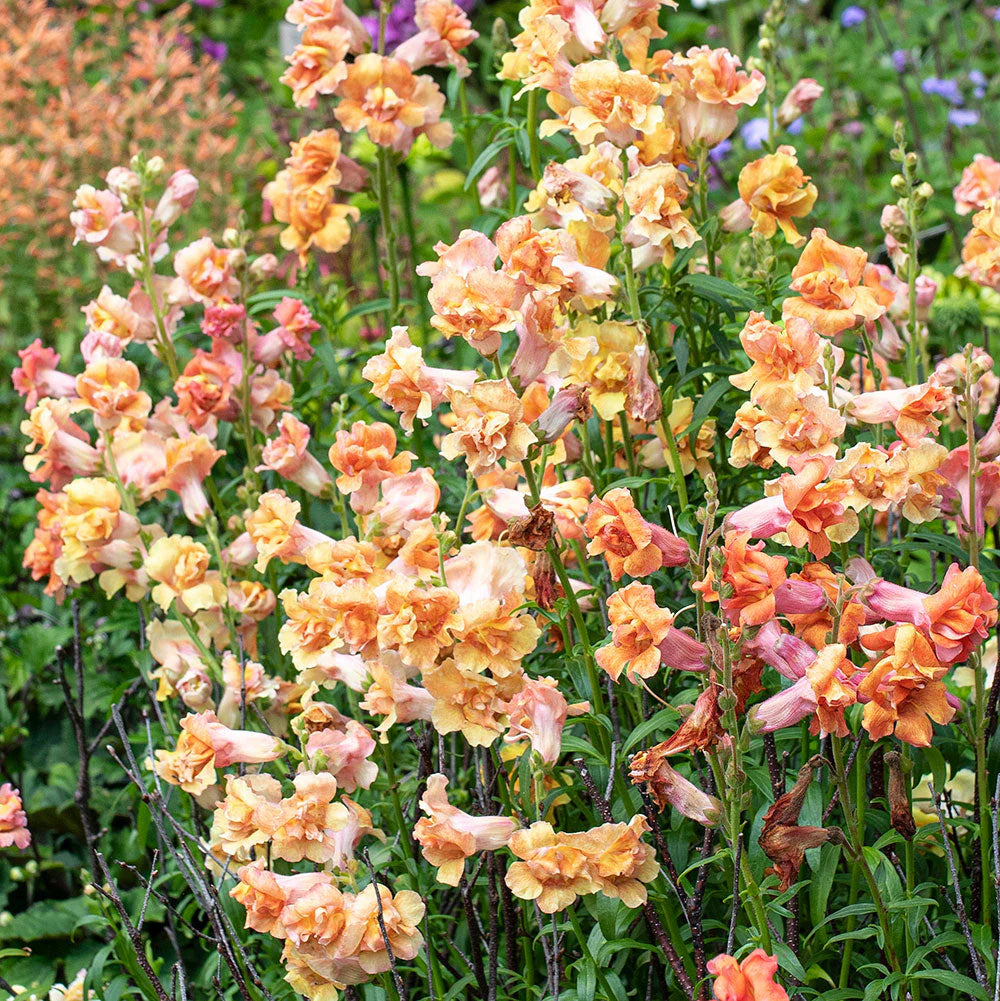 Madame Butterfly Bronze/White Snapdragon