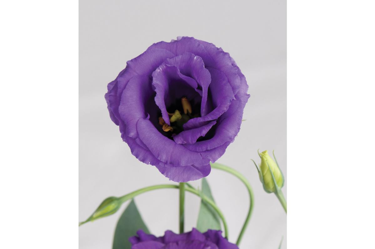 Echo Blue – Lisianthus Seed