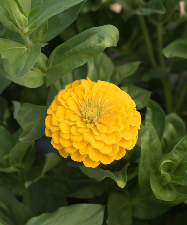 Oklahoma Golden Yellow – Zinnia Seed