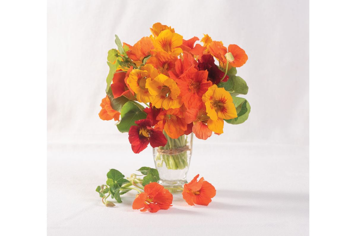 Kaleidoscope Mix – Organic Nasturtium Seed