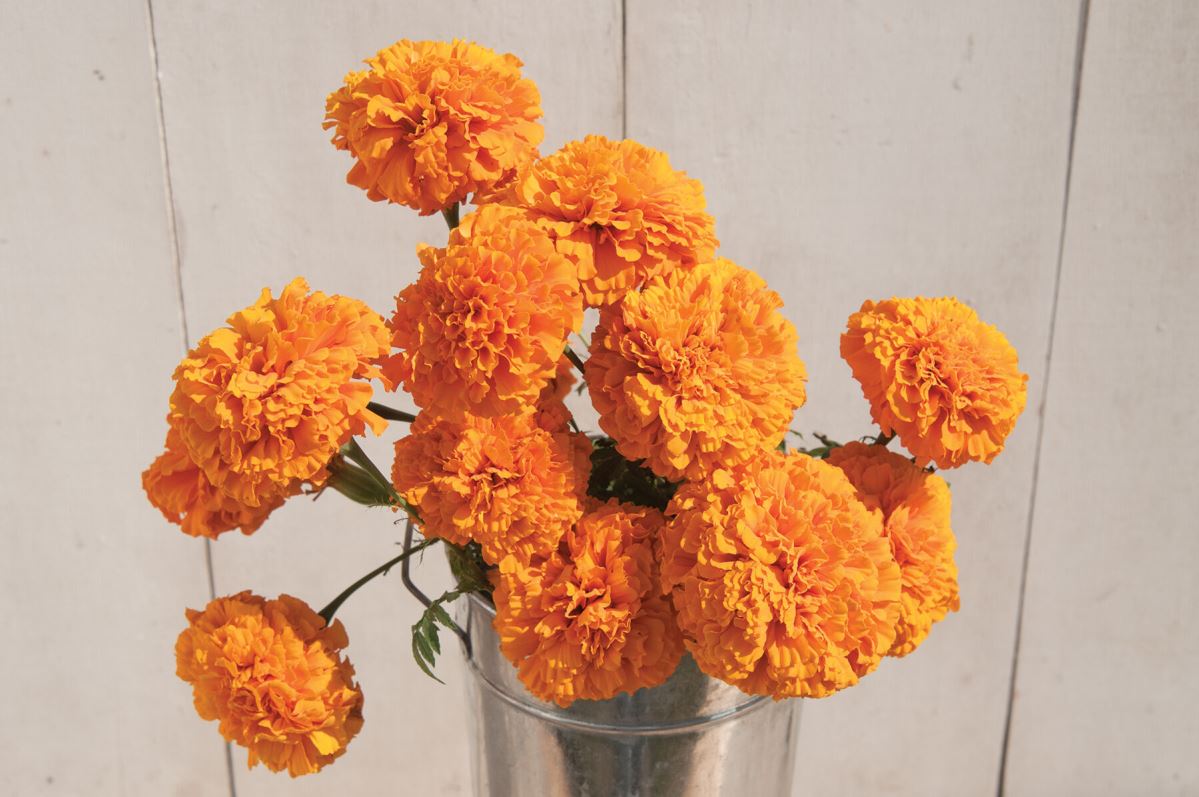 Giant Orange – Marigold Seed