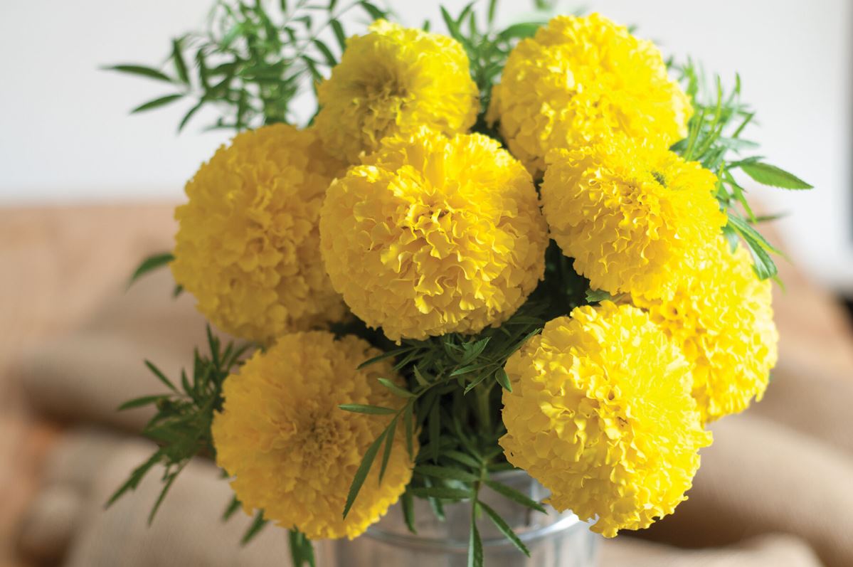 Giant Yellow – Marigold Seed