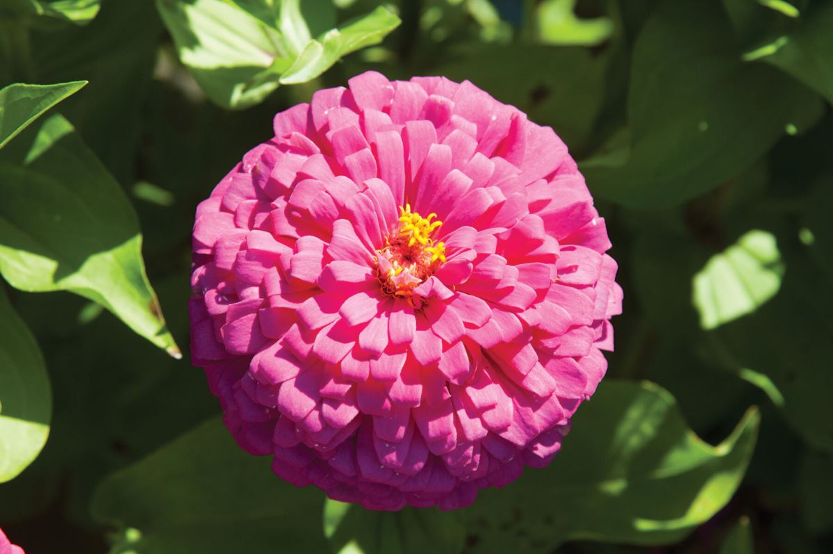 Uproar Rose – Zinnia Seed