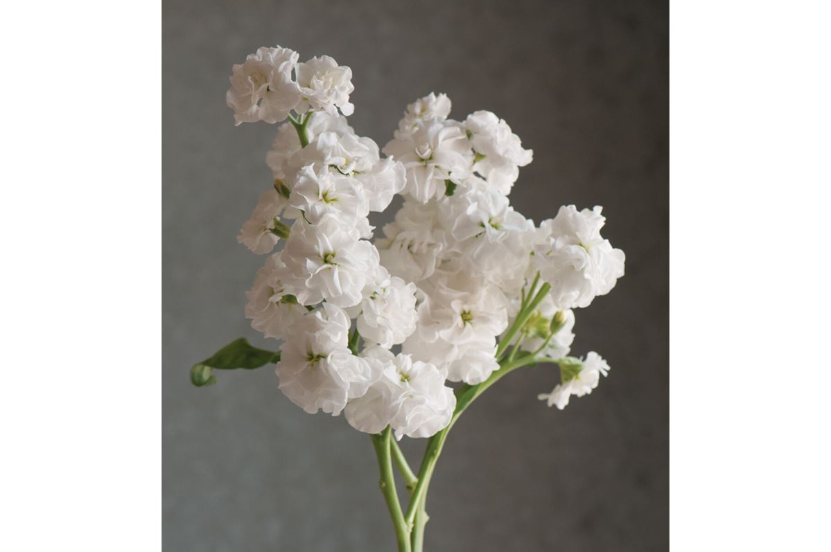 Quartet White – Stock Seed