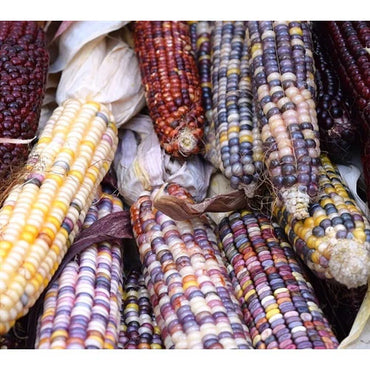 Corn, Sweet- Anasazi