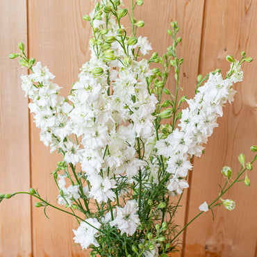 Sublime White – Larkspur Seed