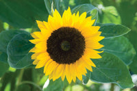 Zohar – Organic Sunflower Seed