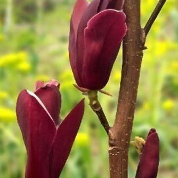 Magnolia Newly harvested with skin Seeds Wang Chunhua Magnolia S