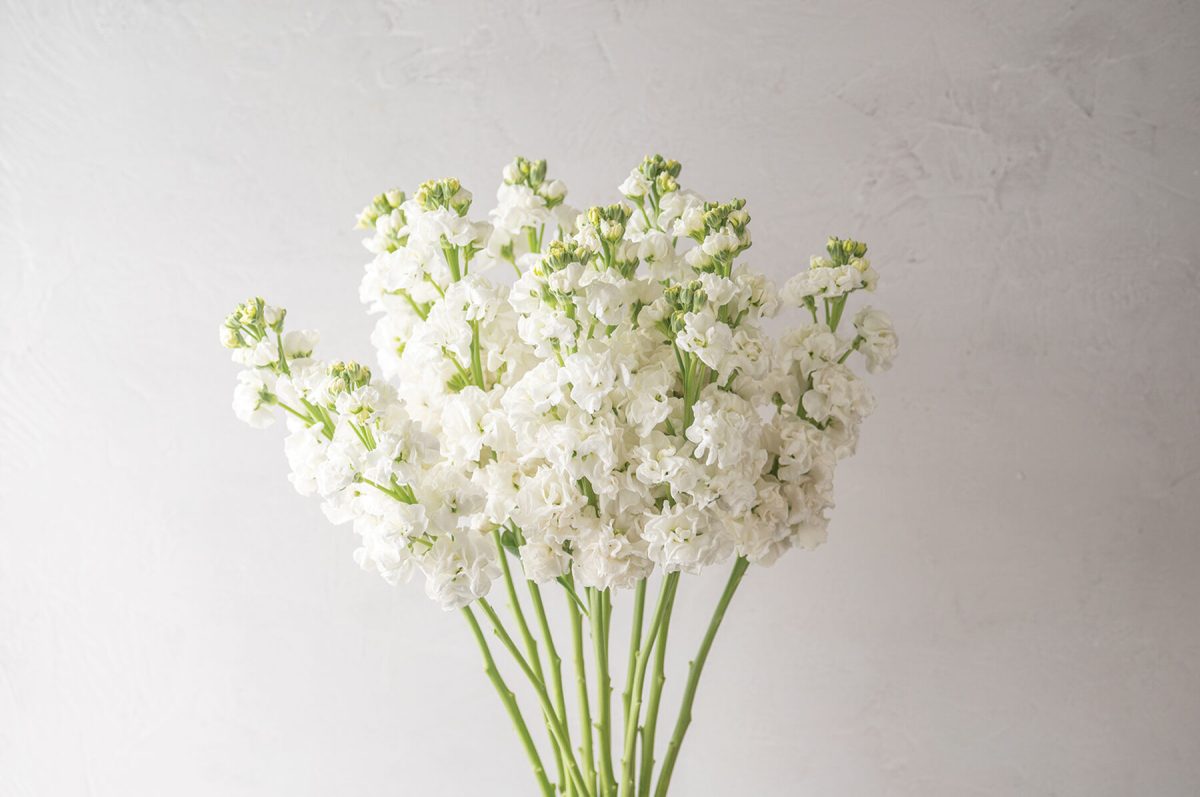 Early Arrow White – Stock Seed