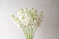 Early Arrow White – Stock Seed