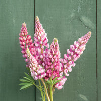 Chatelaine – Lupine Seed