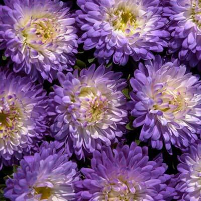 Aster Matsumoto Blue Tipped White