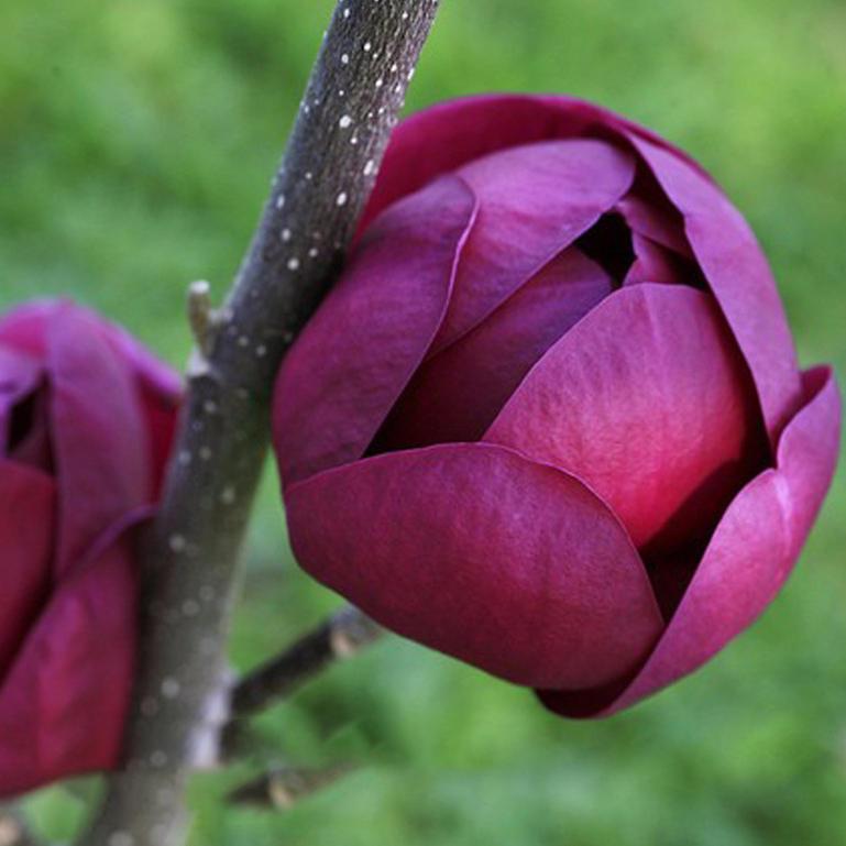 Deep Purple Black Magnolia Yulan Tree Flower Tulip Tree Seeds