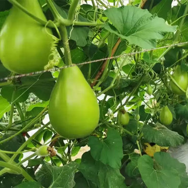 Bottle Gourd Round Vegetable Seeds