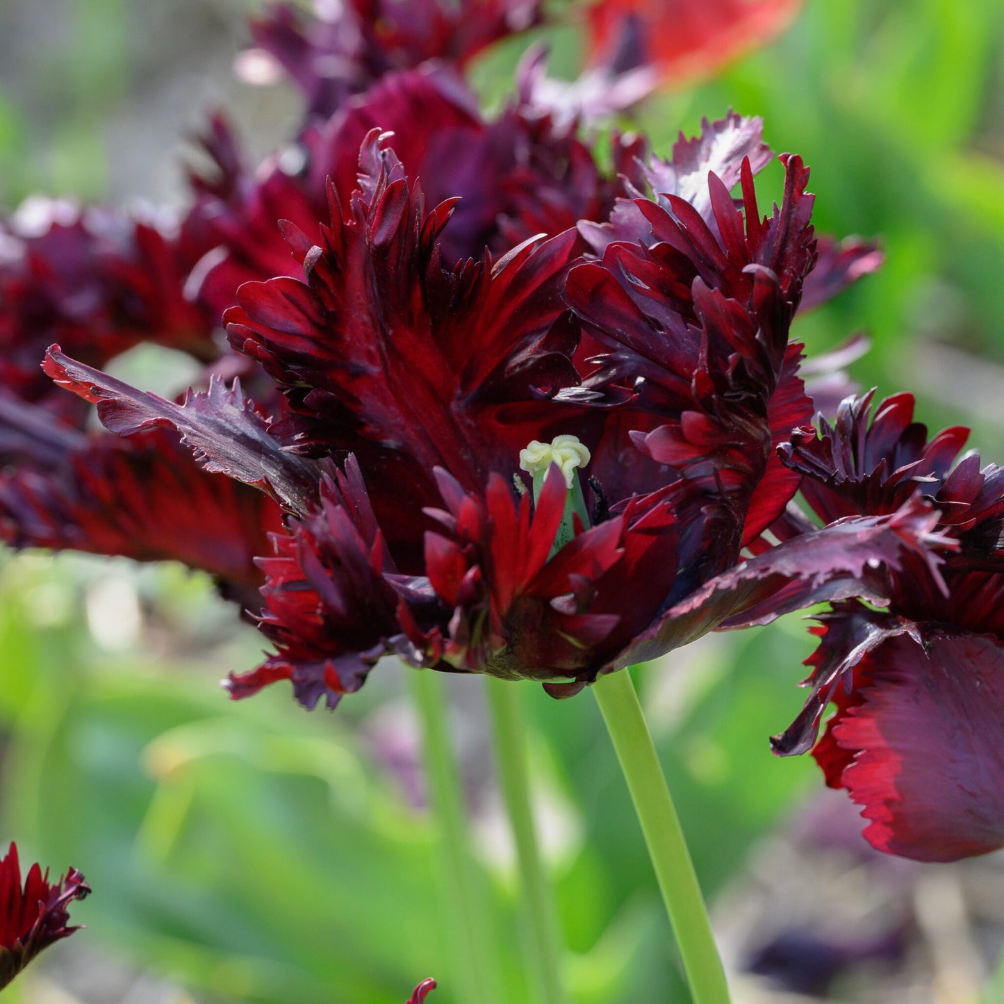 Black Parrot Tulip Seeds