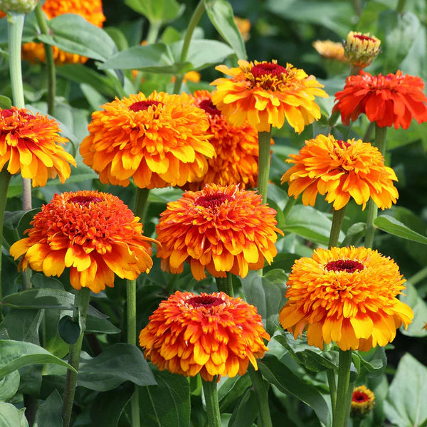 Zinnia- Zinderella Orange