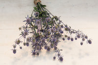 Blue Glitter – Eryngium Seed