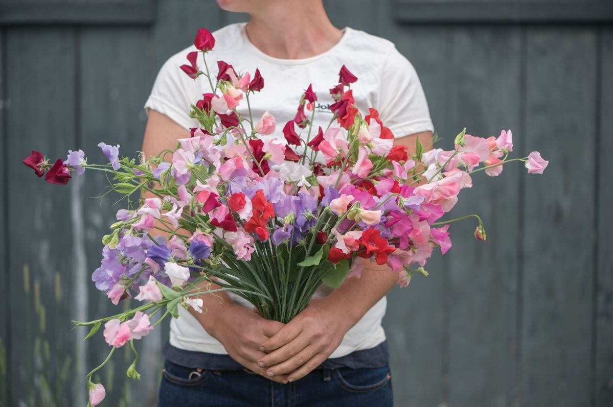 Elegance Formula Mix – Sweet Pea Seed