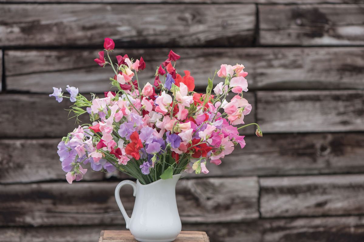 Elegance Formula Mix – Sweet Pea Seed