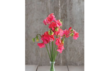 Elegance Salmon Rose – Sweet Pea Seed