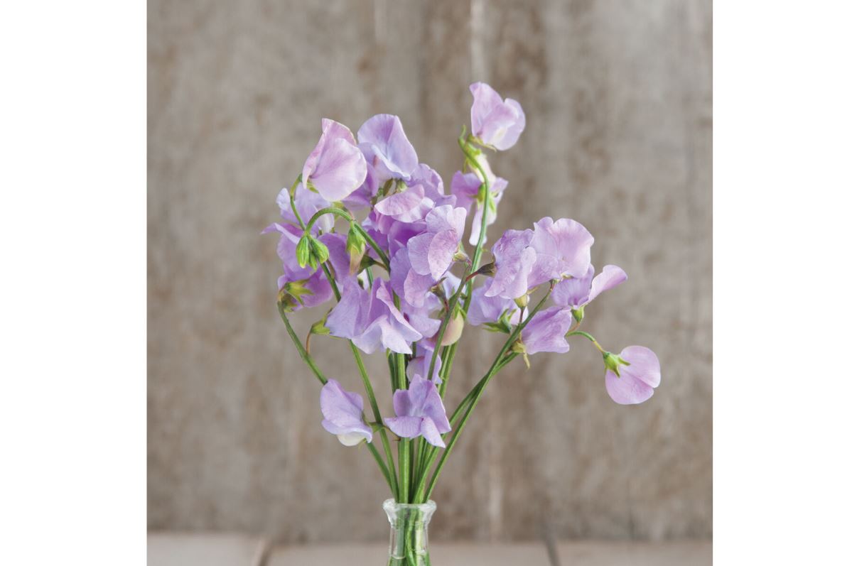 Elegance Lavender – Sweet Pea Seed