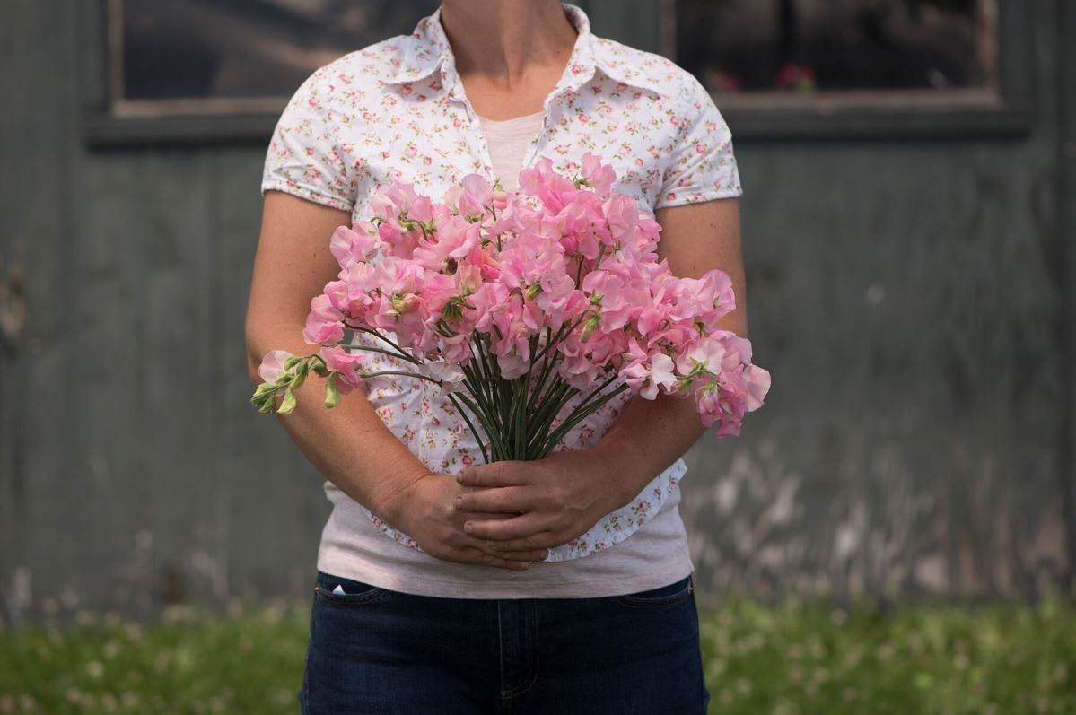 Elegance Pink Diana – Sweet Pea Seed