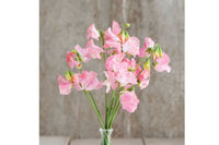 Elegance Pink Diana – Sweet Pea Seed