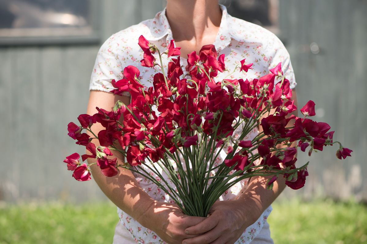 Elegance Deep Red – Sweet Pea Seed