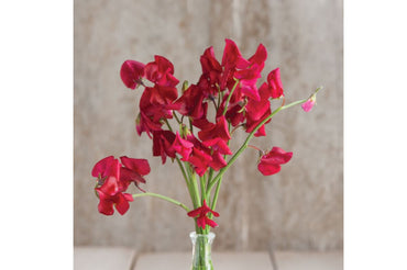 Elegance Deep Red – Sweet Pea Seed