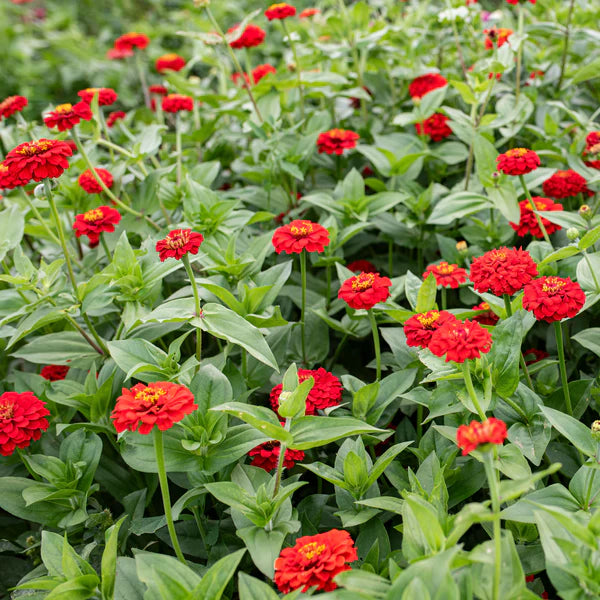 Oklahoma Scarlet – Zinnia Seed