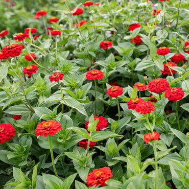 Oklahoma Scarlet – Zinnia Seed