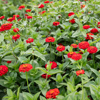 Zinnia- Oklahoma Scarlet